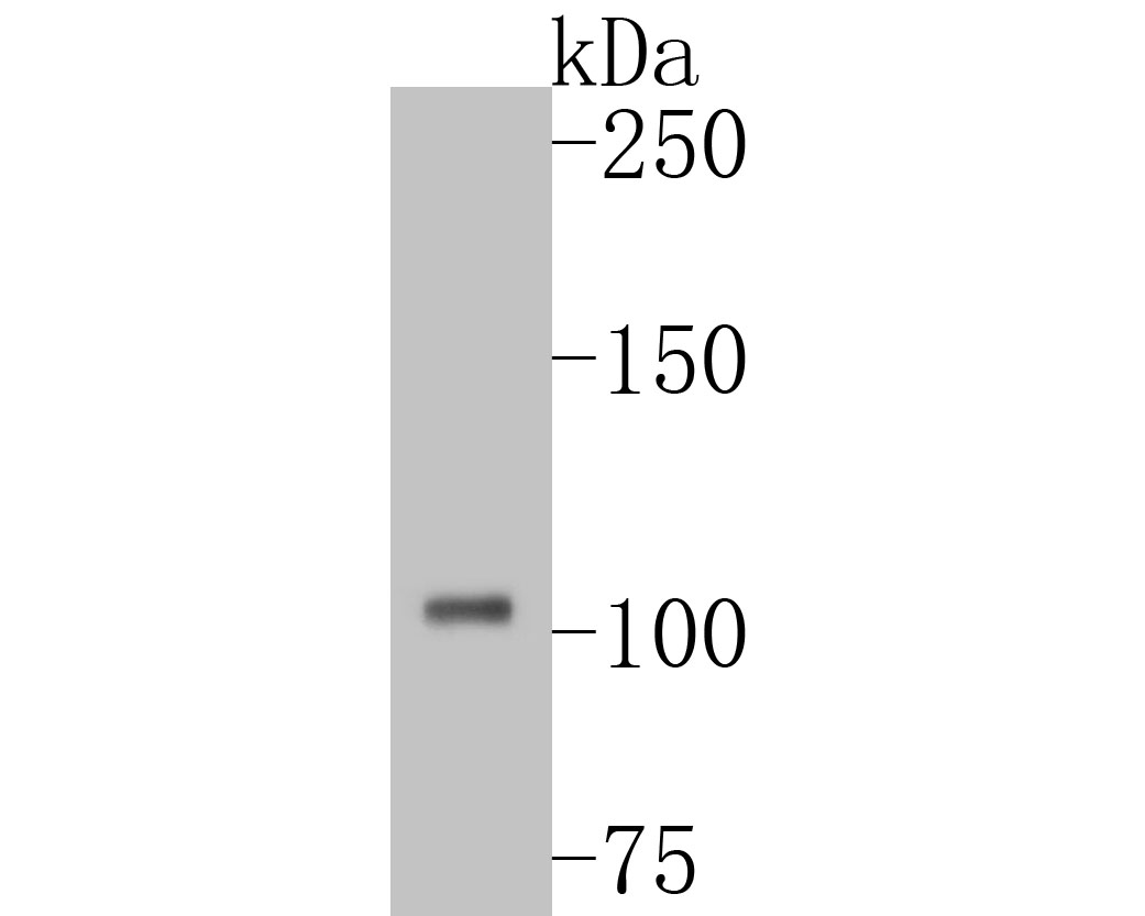 Western blot analysis of DPYD on THP-1 cell lysates with Rabbit anti-DPYD antibody (ET7110-83) at 1/500 dilution.<br />
<br />
Lysates/proteins at 10 µg/Lane.<br />
<br />
Predicted band size: 111 kDa<br />
Observed band size: 111 kDa<br />
<br />
Exposure time: 2 minutes;<br />
<br />
6% SDS-PAGE gel.<br />
<br />
Proteins were transferred to a PVDF membrane and blocked with 5% NFDM/TBST for 1 hour at room temperature. The primary antibody (ET7110-83) at 1/500 dilution was used in 5% NFDM/TBST at room temperature for 2 hours. Goat Anti-Rabbit IgG - HRP Secondary Antibody (HA1001) at 1:5,000 dilution was used for 1 hour at room temperature.