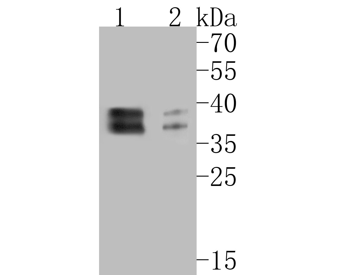 Western blot analysis of NFYA on different lysates. Proteins were transferred to a PVDF membrane and blocked with 5% BSA in PBS for 1 hour at room temperature. The primary antibody (ET7110-85, 1/500) was used in 5% BSA at room temperature for 2 hours. Goat Anti-Rabbit IgG - HRP Secondary Antibody (HA1001) at 1:5,000 dilution was used for 1 hour at room temperature.<br />
Positive control: <br />
Lane 1: 293T cell lysate<br />
Lane 2: HepG2 cell lysate