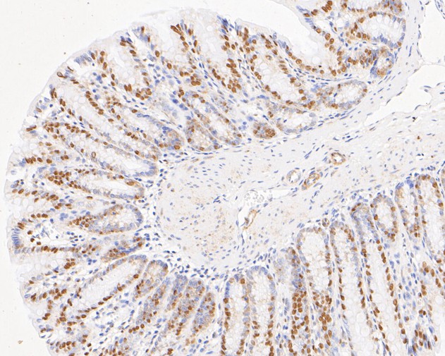 Immunohistochemical analysis of paraffin-embedded rat large intestine tissue using anti-NFYA antibody. The section was pre-treated using heat mediated antigen retrieval with sodium citrate buffer (pH 6.0) for 20 minutes. The tissues were blocked in 5% BSA for 30 minutes at room temperature, washed with ddH2O and PBS, and then probed with the primary antibody (ET7110-85, 1/500)  for 30 minutes at room temperature. The detection was performed using an HRP conjugated compact polymer system. DAB was used as the chromogen. Tissues were counterstained with hematoxylin and mounted with DPX.