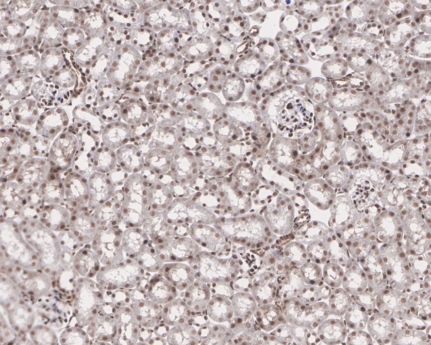 Immunohistochemical analysis of paraffin-embedded mouse kidney tissue using anti-NFYA antibody. The section was pre-treated using heat mediated antigen retrieval with sodium citrate buffer (pH 6.0) for 20 minutes. The tissues were blocked in 5% BSA for 30 minutes at room temperature, washed with ddH2O and PBS, and then probed with the primary antibody (ET7110-85, 1/500)  for 30 minutes at room temperature. The detection was performed using an HRP conjugated compact polymer system. DAB was used as the chromogen. Tissues were counterstained with hematoxylin and mounted with DPX.