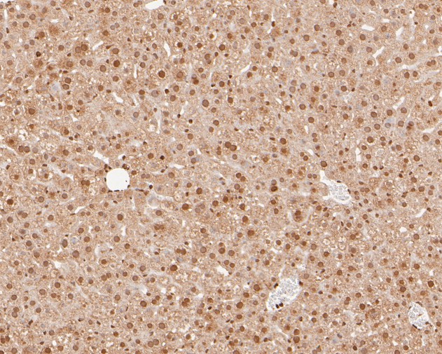 Immunohistochemical analysis of paraffin-embedded mouse liver tissue using anti-NFYA antibody. The section was pre-treated using heat mediated antigen retrieval with sodium citrate buffer (pH 6.0) for 20 minutes. The tissues were blocked in 5% BSA for 30 minutes at room temperature, washed with ddH2O and PBS, and then probed with the primary antibody (ET7110-85, 1/100)  for 30 minutes at room temperature. The detection was performed using an HRP conjugated compact polymer system. DAB was used as the chromogen. Tissues were counterstained with hematoxylin and mounted with DPX.