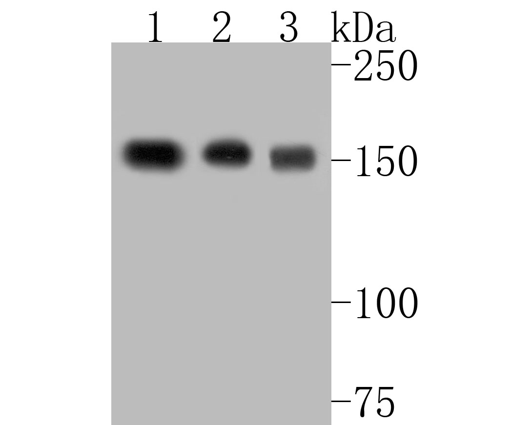 Western blot analysis of BAT3 on different lysates. Proteins were transferred to a PVDF membrane and blocked with 5% BSA in PBS for 1 hour at room temperature. The primary antibody (ET7110-88, 1/500) was used in 5% BSA at room temperature for 2 hours. Goat Anti-Rabbit IgG - HRP Secondary Antibody (HA1001) at 1:5,000 dilution was used for 1 hour at room temperature.<br />
Positive control: <br />
Lane 1: Mouse testis tissue lysate<br />
Lane 2: Mouse hippocampus tissue lysate<br />
Lane 3: THP-1 cell lysate