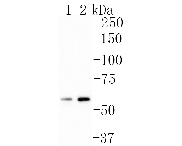 Western blot analysis of P4HB on different lysates. Proteins were transferred to a PVDF membrane and blocked with 5% BSA in PBS for 1 hour at room temperature. The primary antibody (ET7110-92, 1/500) was used in 5% BSA at room temperature for 2 hours. Goat Anti-Rabbit IgG - HRP Secondary Antibody (HA1001) at 1:200,000 dilution was used for 1 hour at room temperature.<br />
Positive control: <br />
Lane 1: Human placenta tissue lysate<br />
Lane 2: THP-1 cell lysate
