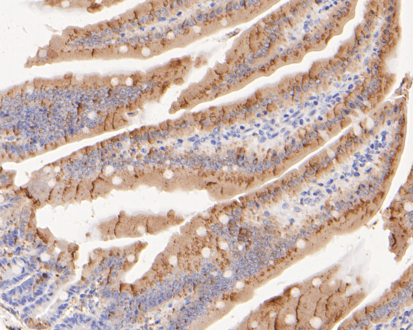 Immunohistochemical analysis of paraffin-embedded mouse colon tissue using anti-P4HB antibody. The section was pre-treated using heat mediated antigen retrieval with Tris-EDTA buffer (pH 8.0-8.4) for 20 minutes.The tissues were blocked in 5% BSA for 30 minutes at room temperature, washed with ddH2O and PBS, and then probed with the primary antibody (ET7110-92, 1/200) for 30 minutes at room temperature. The detection was performed using an HRP conjugated compact polymer system. DAB was used as the chromogen. Tissues were counterstained with hematoxylin and mounted with DPX.