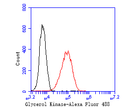 Flow cytometric analysis of Glycerol Kinase was done on 293 cells. The cells were fixed, permeabilized and stained with the primary antibody (ET7110-96, 1/50) (red). After incubation of the primary antibody at room temperature for an hour, the cells were stained with a Alexa Fluor 488-conjugated Goat anti-Rabbit IgG Secondary antibody at 1/1000 dilution for 30 minutes.Unlabelled sample was used as a control (cells without incubation with primary antibody; black).