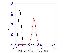 Flow cytometric analysis of PDLIM1 was done on HepG2 cells. The cells were fixed, permeabilized and stained with the primary antibody (ET7110-99, 1/50) (red). After incubation of the primary antibody at room temperature for an hour, the cells were stained with a Alexa Fluor 488-conjugated Goat anti-Rabbit IgG Secondary antibody at 1/1000 dilution for 30 minutes.Unlabelled sample was used as a control (cells without incubation with primary antibody; black).