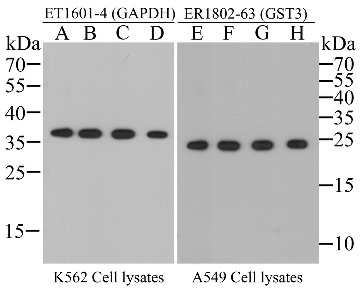 Western blot analysis of rabbit anti-GAPDH antibody (ET1601-4,1/2000) and rabbit anti-GST3 antibody (ER1802-63, 1/1000) with K562 Cell and A549 Cell lysates (All lanes proteins at 10 µg per lane). Proteins were transferred to a PVDF membrane and blocked with 5% BSA in PBS for 1 hour at room temperature. The primary antibody was used in 5% BSA at room temperature for 2 hours. Alpaca anti-rabbit IgG Fc, recombinant VHH (HRP) (HA1031) was used for 1 hour at room temperature at 1:40,000 (Lane A, E), 1:80,000 (Lane B, F), 1:160,000 (Lane C, G) and 1:320,000 (Lane D, H).<br />
<br />
Exposure time: 30 seconds