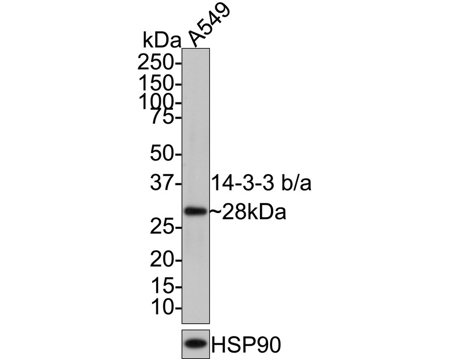 Western blot analysis of 14-3-3 b/a on A549 cell lysates with Mouse anti-14-3-3 b/a antibody (M0407-14) at 1/5,000 dilution.<br />
<br />
Lysates/proteins at 10 µg/Lane.<br />
<br />
Predicted band size: 28 kDa<br />
Observed band size: 28 kDa<br />
<br />
Exposure time: 2 minutes;<br />
<br />
4-20% SDS-PAGE gel.<br />
<br />
Proteins were transferred to a PVDF membrane and blocked with 5% NFDM/TBST for 1 hour at room temperature. The primary antibody (M0407-14) at 1/5,000 dilution was used in 5% NFDM/TBST at room temperature for 2 hours. Goat Anti-Mouse IgG - HRP Secondary Antibody (HA1006) at 1:100,000 dilution was used for 1 hour at room temperature.