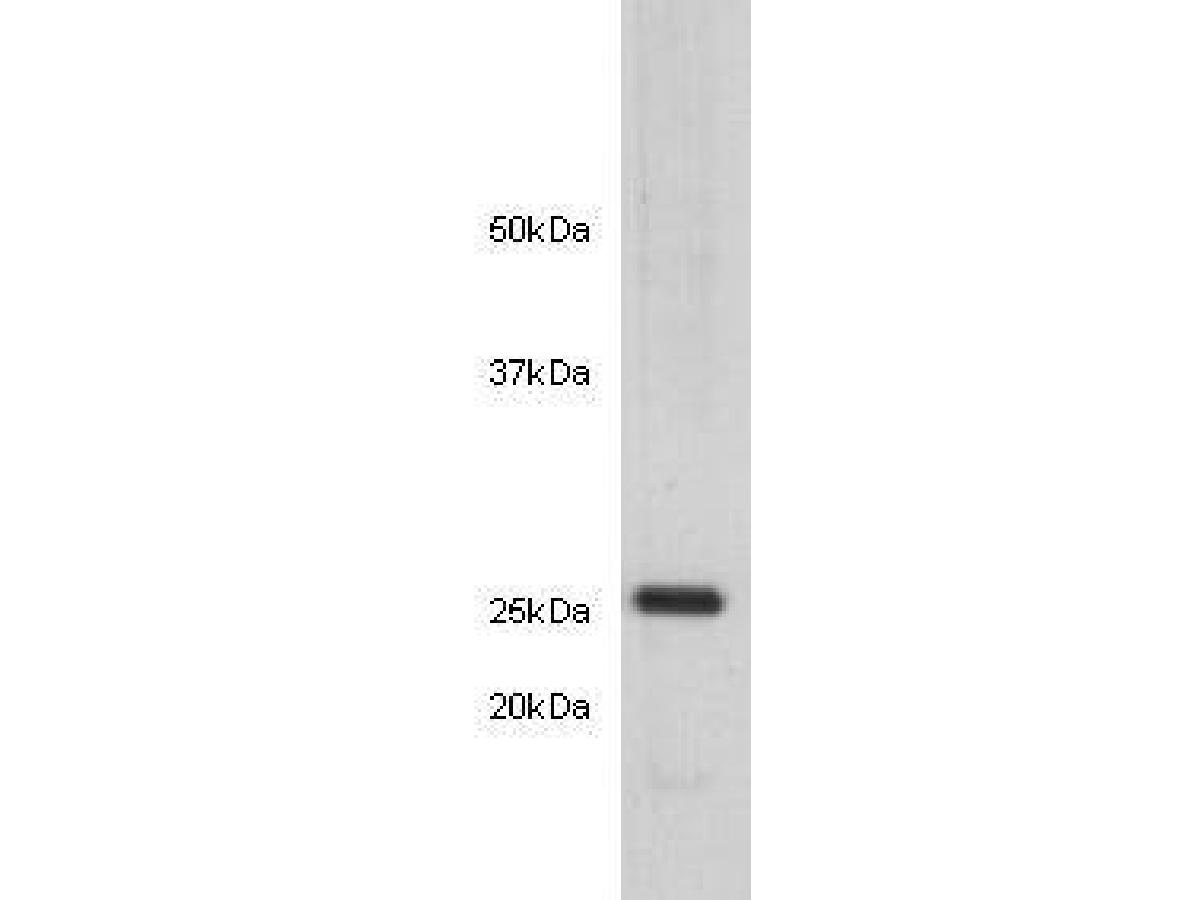 Western blot analysis on mouse liver tissue lysates using anti-14-3-3b/a Mouse mAb (Cat. # M0407-14).