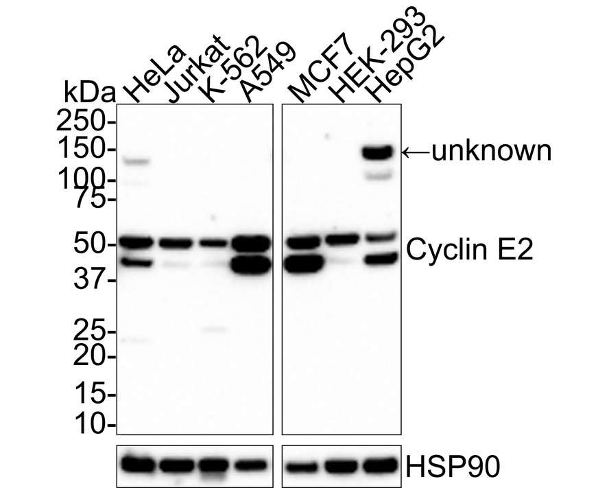 Western blot analysis of Cyclin E2 on different lysates with Mouse anti-Cyclin E2 antibody (M0407-15) at 1/1,000 dilution.<br />
<br />
Lane 1: HeLa cell lysate<br />
Lane 2: Jurkat cell lysate<br />
Lane 3: K-562 cell lysate<br />
Lane 4: A549 cell lysate<br />
Lane 5: MCF7 cell lysate<br />
Lane 6: HEK-293 cell lysate<br />
Lane 7: HepG2 cell lysate<br />
<br />
Lysates/proteins at 20 µg/Lane.<br />
<br />
Predicted band size: 47 kDa<br />
Observed band size: 51/47 kDa<br />
<br />
Exposure time: 2 minutes;<br />
<br />
4-20% SDS-PAGE gel.<br />
<br />
Proteins were transferred to a PVDF membrane and blocked with 5% NFDM/TBST for 1 hour at room temperature. The primary antibody (M0407-15) at 1/1,000 dilution was used in 5% NFDM/TBST at room temperature for 2 hours. Goat Anti-Mouse IgG - HRP Secondary Antibody (HA1006) at 1:150,000 dilution was used for 1 hour at room temperature.