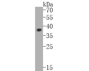 Western blot analysis of DPPA2 on F9 cell lysates. Proteins were transferred to a PVDF membrane and blocked with 5% BSA in PBS for 1 hour at room temperature. The primary antibody (M0731-6, 1/500) was used in 5% BSA at room temperature for 2 hours. Goat Anti-Mouse IgG - HRP Secondary Antibody (HA1006) at 1:5,000 dilution was used for 1 hour at room temperature.