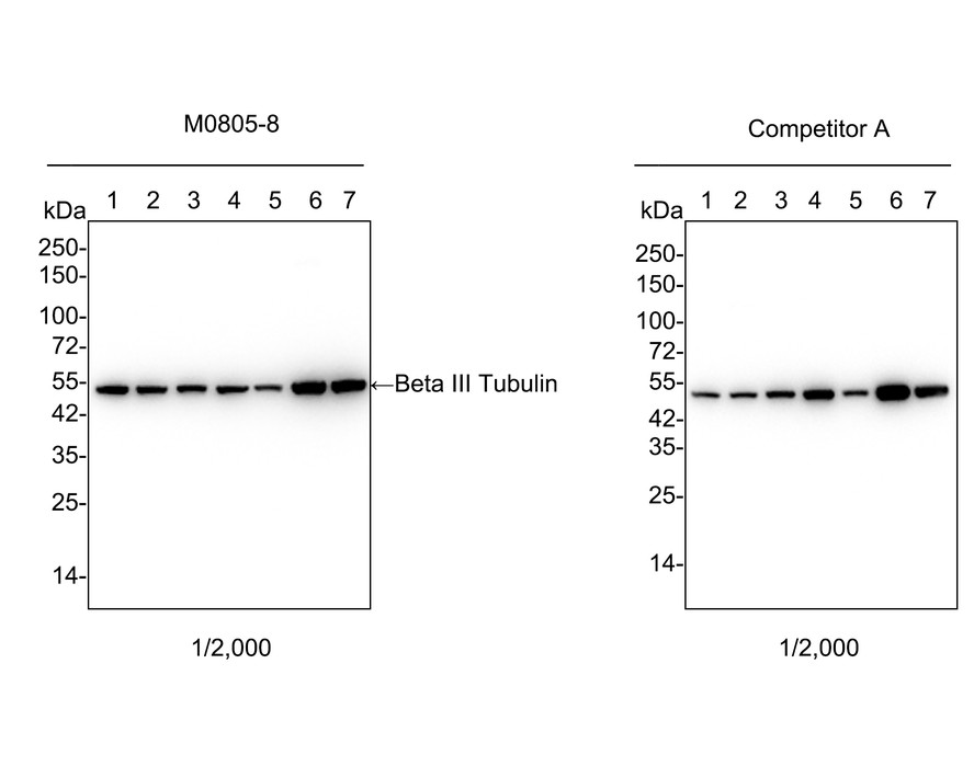 Western blot analysis of Beta III Tubulin on different lysates with Mouse anti-Beta III Tubulin antibody (M0805-8) at 1/2,000 dilution and competitor's antibody at 1/2,000 dilution.<br />
<br />
Lane 1: SH-SY5Y cell lysate<br />
Lane 2: U-87 MG cell lysate<br />
Lane 3: A-172 cell lysate<br />
Lane 4: Neuro-2a cell lysate<br />
Lane 5: PC-12 cell lysate<br />
Lane 6: Mouse brain tissue lysate<br />
Lane 7: Rat brain tissue lysate<br />
<br />
Lysates/proteins at 10 µg/Lane.<br />
<br />
Predicted band size: 50 kDa<br />
Observed band size: 50 kDa<br />
<br />
Exposure time: 11 seconds;<br />
<br />
4-20% SDS-PAGE gel.<br />
<br />
Proteins were transferred to a PVDF membrane and blocked with 5% NFDM/TBST for 1 hour at room temperature. The primary antibody (M0805-8) at 1/2,000 dilution and competitor's antibody at 1/2,000 dilution were used in 5% BSA at 4℃ overnight. Goat Anti-Mouse IgG - HRP Secondary Antibody (HA1006) at 1/50,000 dilution was used for 1 hour at room temperature.