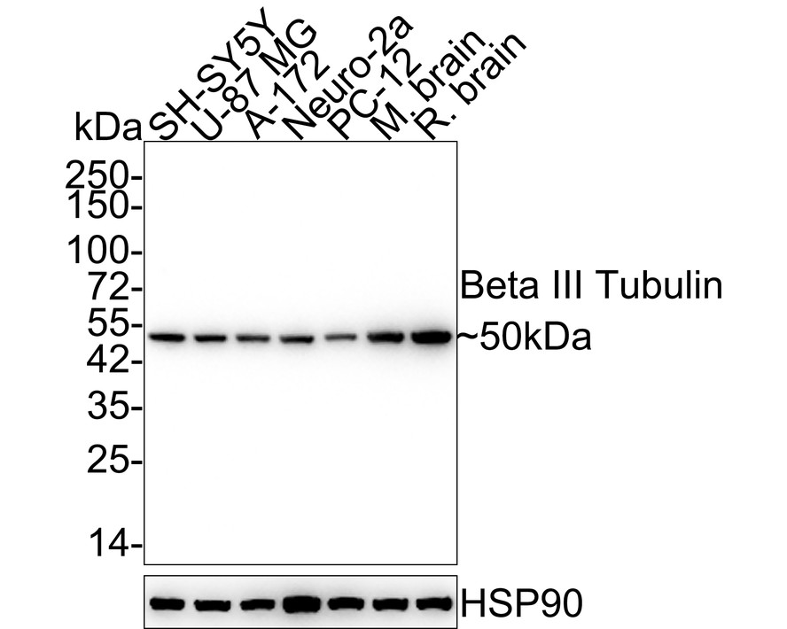 Western blot analysis of Beta III Tubulin on different lysates with Mouse anti-Beta III Tubulin antibody (M0805-8) at 1/2,000 dilution.<br />
<br />
Lane 1: SH-SY5Y cell lysate<br />
Lane 2: U-87 MG cell lysate<br />
Lane 3: A-172 cell lysate<br />
Lane 4: Neuro-2a cell lysate<br />
Lane 5: PC-12 cell lysate<br />
Lane 6: Mouse brain tissue lysate<br />
Lane 7: Rat brain tissue lysate<br />
<br />
Lysates/proteins at 10 µg/Lane.<br />
<br />
Predicted band size: 50 kDa<br />
Observed band size: 50 kDa<br />
<br />
Exposure time: 11 seconds;<br />
<br />
4-20% SDS-PAGE gel.<br />
<br />
Proteins were transferred to a PVDF membrane and blocked with 5% NFDM/TBST for 1 hour at room temperature. The primary antibody (M0805-8) at 1/2,000 dilution was used in 5% NFDM/TBST at 4℃ overnight. Goat Anti-Mouse IgG - HRP Secondary Antibody (HA1006) at 1/50,000 dilution was used for 1 hour at room temperature.