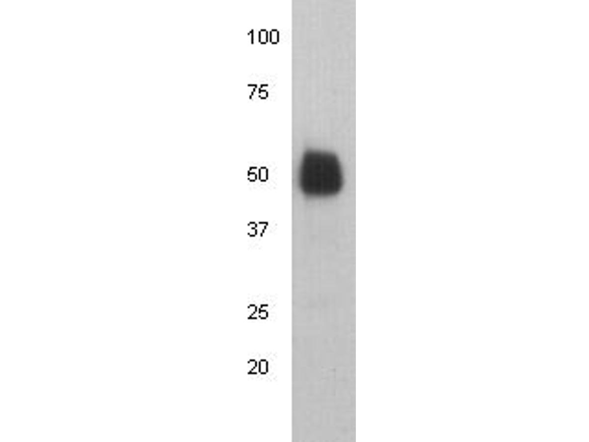 Western blot analysis of Human IgG heavy chain on human IgG protein lysate. Proteins were transferred to a PVDF membrane and blocked with 5% BSA in PBS for 1 hour at room temperature. The primary antibody (M0806-1, 1/5000) was used in 5% BSA at room temperature for 2 hours. Goat Anti-Mouse IgG - HRP Secondary Antibody (HA1006) at 1:5,000 dilution was used for 1 hour at room temperature.