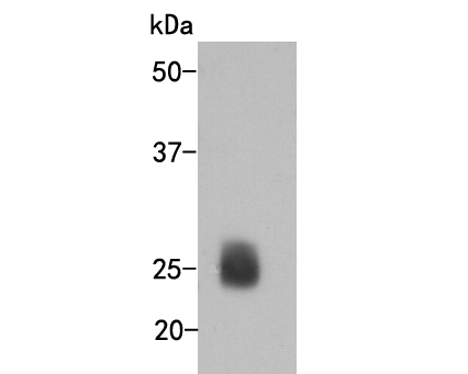 Western blot analysis of Human Iambda light chain on human IgG protein lysate. Proteins were transferred to a PVDF membrane and blocked with 5% BSA in PBS for 1 hour at room temperature. The primary antibody (M0806-2, 1/1000) was used in 5% BSA at room temperature for 2 hours. Goat Anti-Mouse IgG - HRP Secondary Antibody (HA1006) at 1:5,000 dilution was used for 1 hour at room temperature.