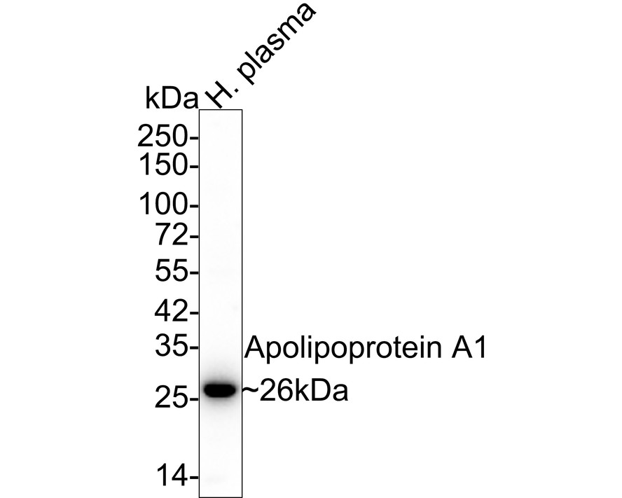 Western blot analysis of Apolipoprotein A1 on human plasma lysates with Mouse anti-Apolipoprotein A1 antibody (M0809-13) at 1/1,000 dilution.<br />
<br />
Lysates/proteins at 20 µg/Lane.<br />
<br />
Predicted band size: 31 kDa<br />
Observed band size: 26 kDa<br />
<br />
Exposure time: 5 seconds;<br />
<br />
4-20% SDS-PAGE gel.<br />
<br />
Proteins were transferred to a PVDF membrane and blocked with 5% NFDM/TBST for 1 hour at room temperature. The primary antibody (M0809-13) at 1/1,000 dilution was used in 5% NFDM/TBST at 4℃ overnight. Goat Anti-Mouse IgG - HRP Secondary Antibody (HA1006) at 1/50,000 dilution was used for 1 hour at room temperature.