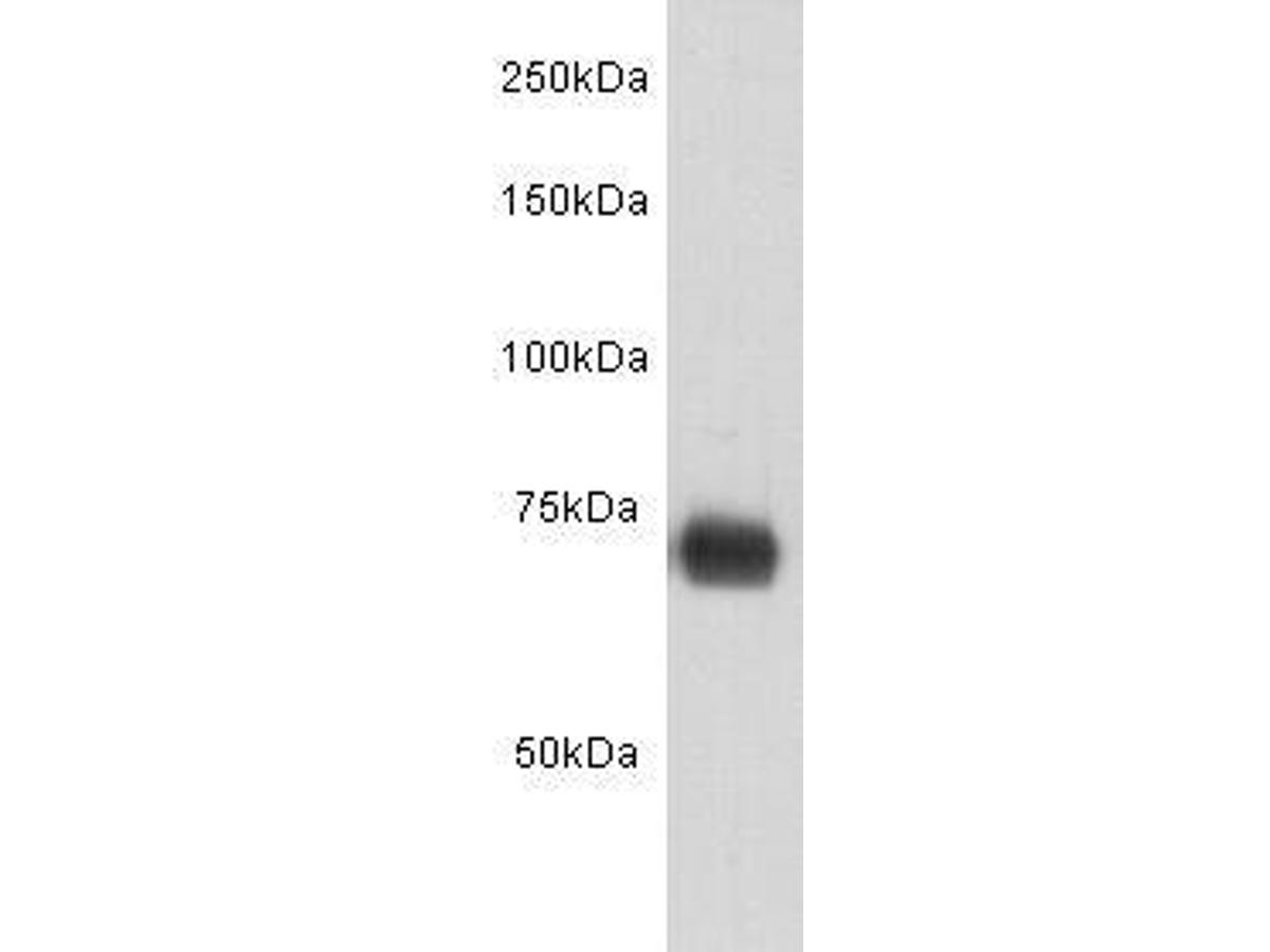 Western blot analysis on HSA protein using anti-HSA  Mouse mAb (Cat. # M0809-4).
