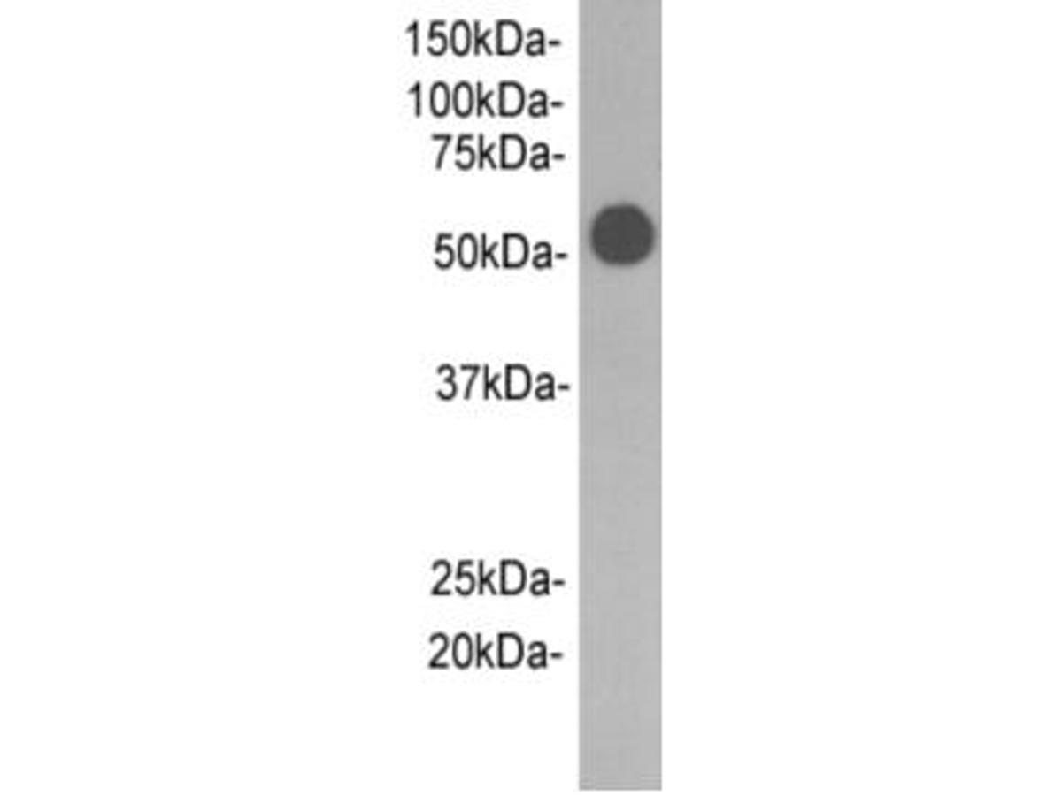 Western blot analysis on rabbit serum using anti-Rabbit IgG heavy chain(Fc fragment) Mouse mAb (Cat. # M0902-5).