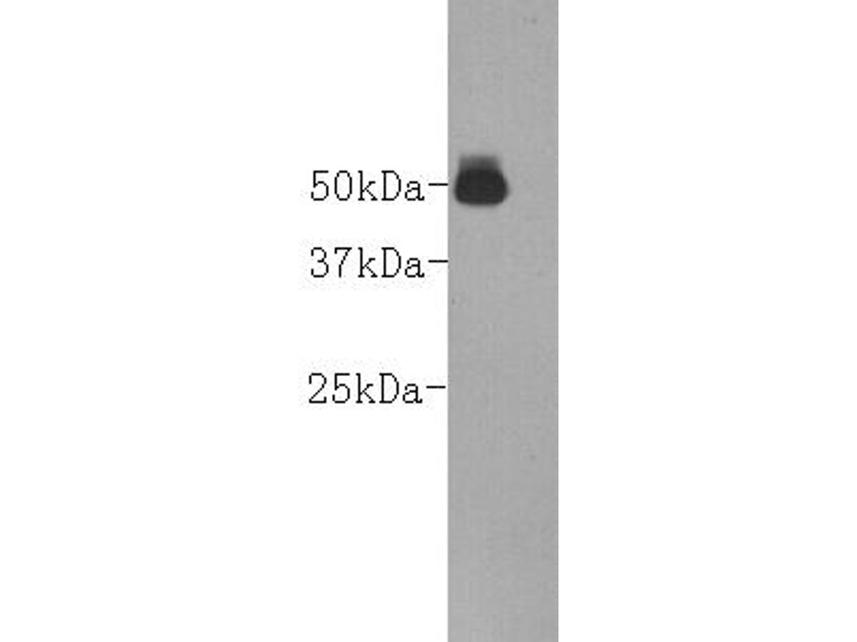 Western blot analysis on goat serum using anti-Goat  IgG heavy chain  Mouse mAb (Cat. # M0910-1).