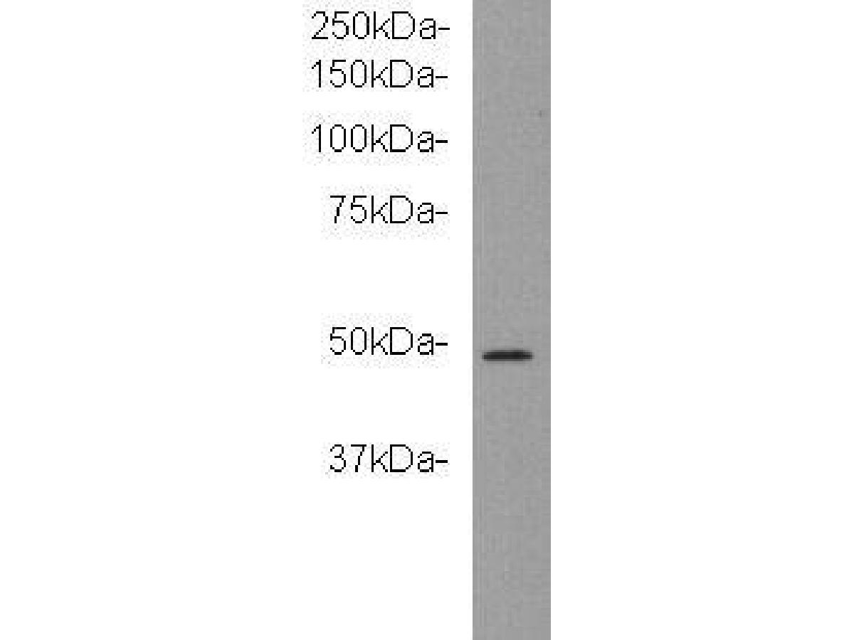 Western blot analysis on recombinant protein using anti-Kidins220 Mouse mAb (Cat. # M0910-4).