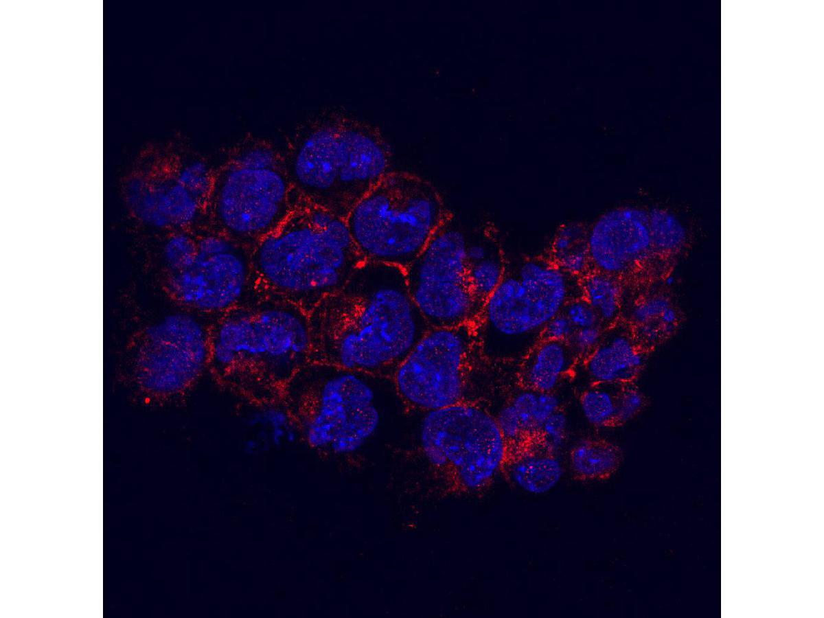 Immunofluorescent staining of F9 cells using anti-Kidins220 Mouse mAb (Cat. # M0910-4).