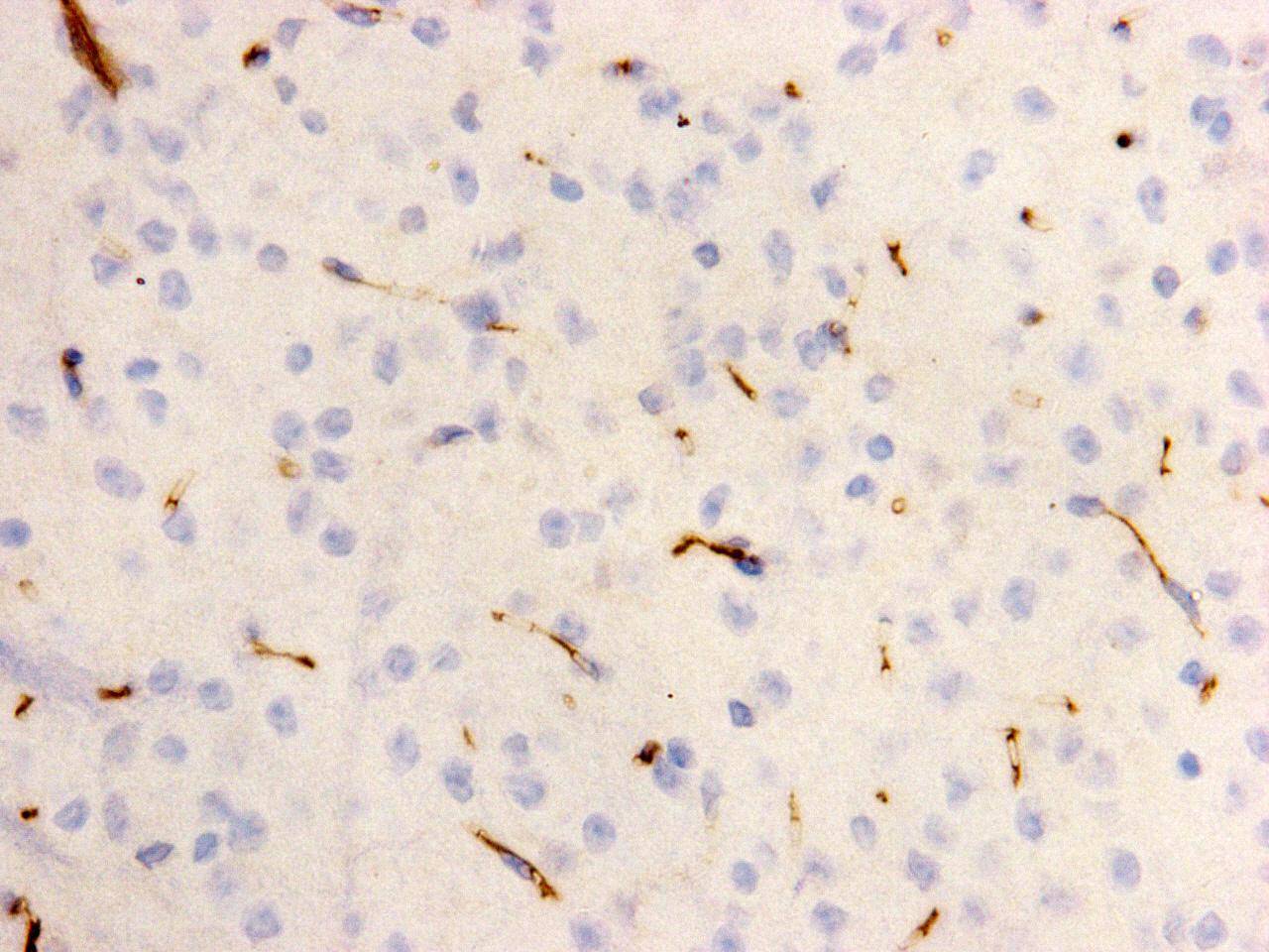 Immunohistochemical analysis of paraffin- embedded mouse brain tissue using anti-Kidins220 Mouse mAb (Cat. # M0910-4).