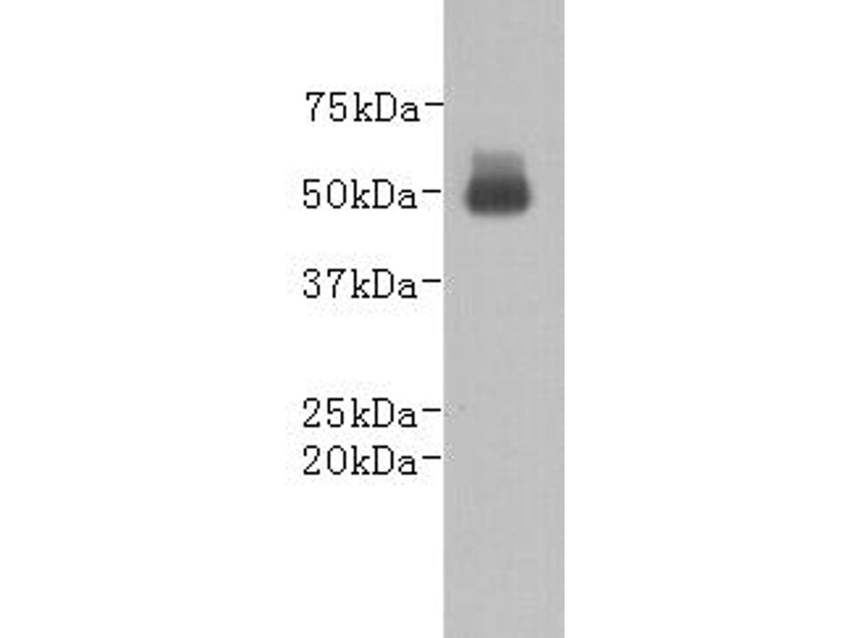 Western blot analysis on goat serum using anti-Goat  IgG heavy chain  conjugated HRP Mouse mAb (Cat. # M0910-7).