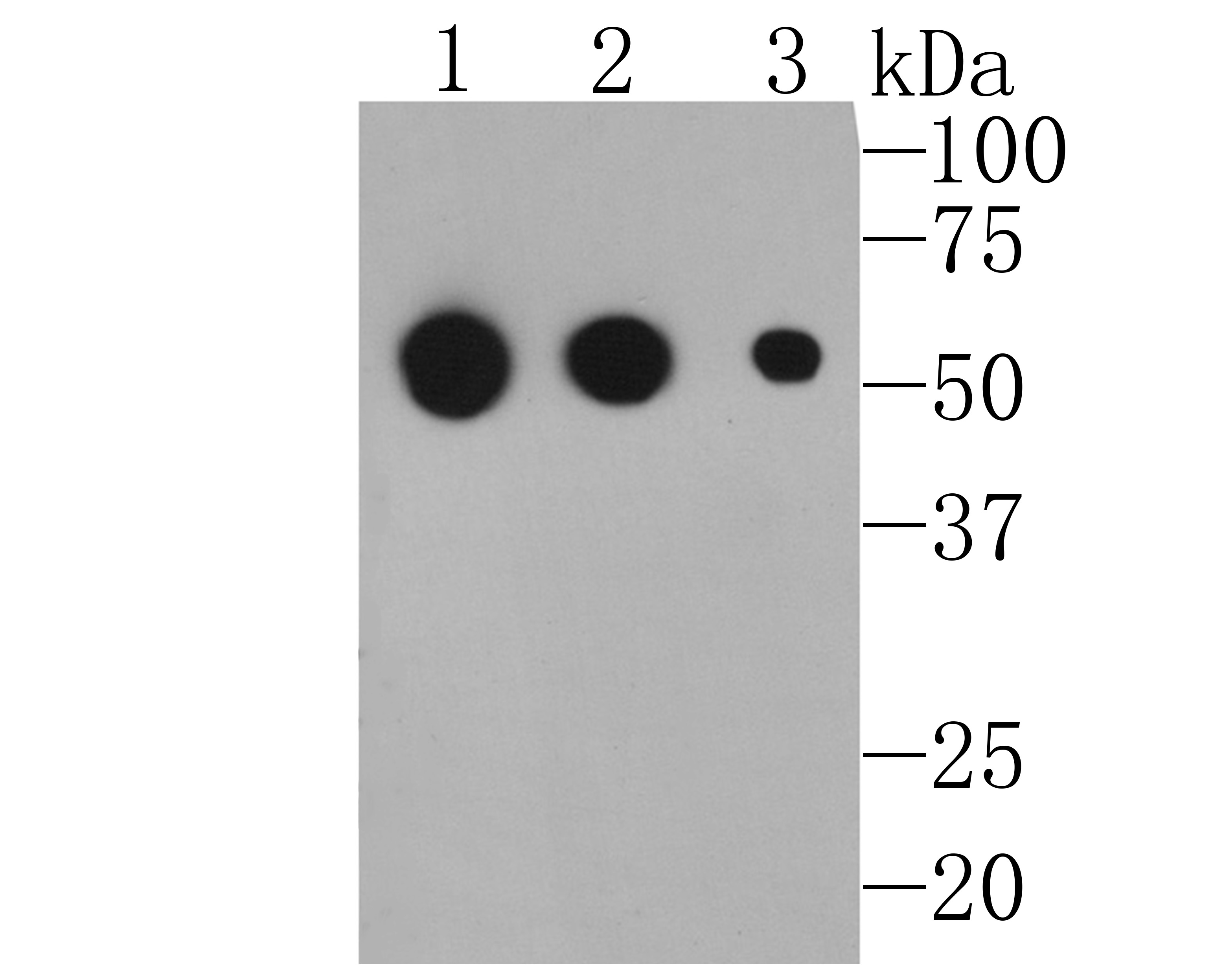 M1003-7 was used at dilution 1/5000 (lane 1), 1/10000 (lane 2) and 1/50000 (lane 3) with rabbit IgG in WB.<br />
<br />
All lanes proteins at 10 ng per lane.