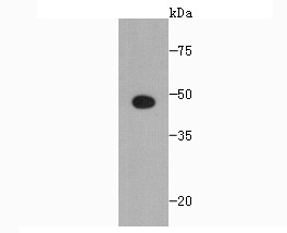 Western blot analysis of SCAI on Recombinant protein using anti-SCAI antibody at 1/1,000 dilution.