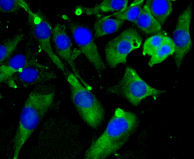 ICC staining SCAI in SHG-44 cells (green). The nuclear counter stain is DAPI (blue). Cells were fixed in paraformaldehyde, permeabilised with 0.25% Triton X100/PBS.