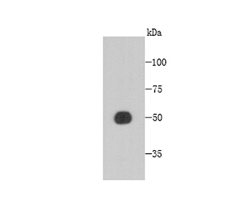 Western blot analysis of CCDC51 on recombinant protein using anti-CCDC51 antibody at 1/1,000 dilution.