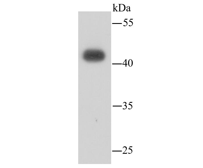 Western blot analysis of LASS2 in on hybrid fish (crucian-carp) brain tissue lysate using anti-LASS2 antibody at 1/500 dilution.