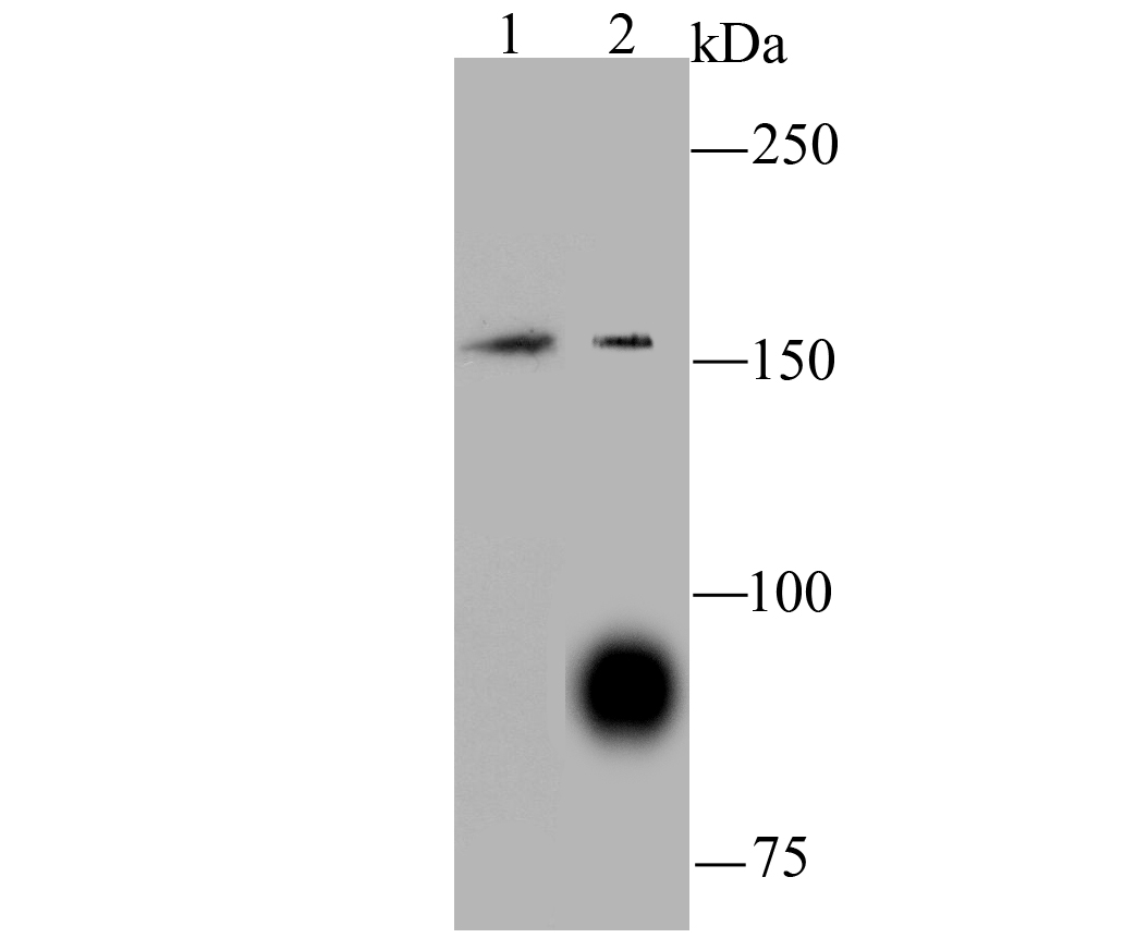 Western blot analysis of C12orf51 on SH-SY5Y (1) and A549 (2) using anti-C12orf51 antibody at 1/100 dilution.