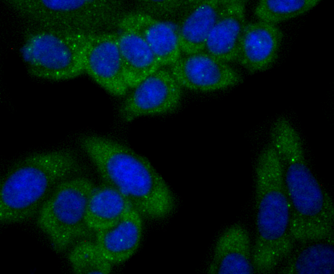 ICC staining C12orf51 (green) in HepG2 cells. The nuclear counter stain is DAPI (blue). Cells were fixed in paraformaldehyde, permeabilised with 0.25% Triton X100/PBS.