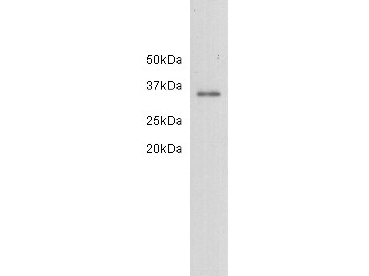 Western blot analysis of Lactate Dehydrogenase on A549 cell lysates. Proteins were transferred to a PVDF membrane and blocked with 5% BSA in PBS for 1 hour at room temperature. The primary antibody (M1007-7, 1/500) was used in 5% BSA at room temperature for 2 hours. Goat Anti-Mouse IgG - HRP Secondary Antibody (HA1006) at 1:200,000 dilution was used for 1 hour at room temperature.