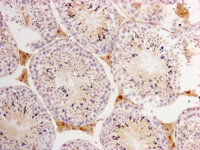 Immunohistochemical analysis of paraffin-embedded mouse testis tissue using anti-Lactate Dehydrogenase antibody. The section was pre-treated using heat mediated antigen retrieval with Tris-EDTA buffer (pH 9.0) for 20 minutes.The tissues were blocked in 1% BSA for 30 minutes at room temperature, washed with ddH2O and PBS, and then probed with the primary antibody (M1007-7, 1/50) for 30 minutes at room temperature. The detection was performed using an HRP conjugated compact polymer system. DAB was used as the chromogen. Tissues were counterstained with hematoxylin and mounted with DPX.