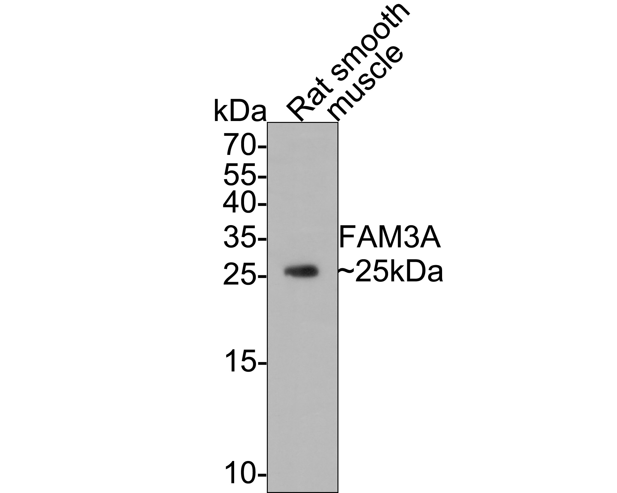 Western blot analysis of FAM3A on rat smooth muscle tissue lysates with Mouse anti-FAM3A antibody (M1008-10) at 1/500 dilution.<br />
<br />
Lysates/proteins at 20 µg/Lane.<br />
<br />
Predicted band size: 25 kDa<br />
Observed band size: 25 kDa<br />
<br />
Exposure time: 30 seconds;<br />
<br />
15% SDS-PAGE gel.<br />
<br />
Proteins were transferred to a PVDF membrane and blocked with 5% NFDM/TBST for 1 hour at room temperature. The primary antibody (M1008-10) at 1/500 dilution was used in 5% NFDM/TBST at room temperature for 2 hours. Goat Anti-Mouse IgG - HRP Secondary Antibody (HA1006) at 1:100,000 dilution was used for 1 hour at room temperature.