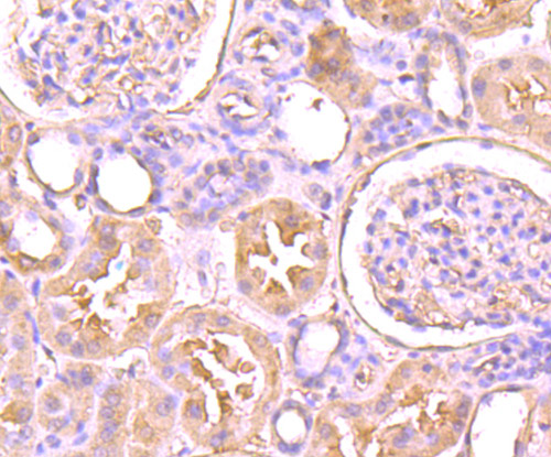 Immunohistochemical analysis of paraffin-embedded human kidney tissue using anti-FAM3A antibody. Counter stained with hematoxylin.