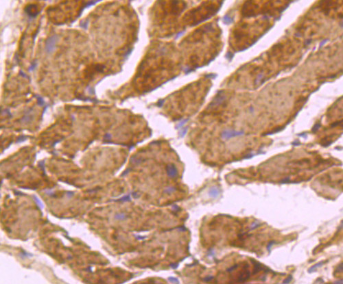 Immunohistochemical analysis of paraffin-embedded mouse heart tissue using anti-FAM3A antibody. Counter stained with hematoxylin.