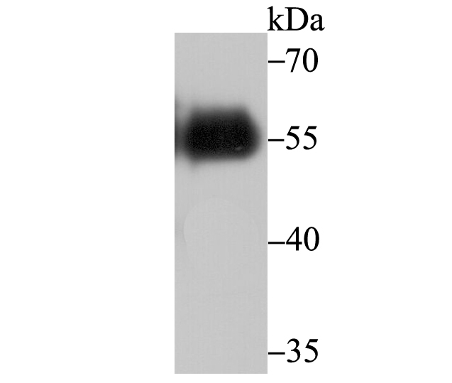 Western blot analysis of V5-tag on recombinant protein using anti-V5-tag antibody at 1/10,000 dilution.