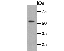 Western blot analysis of WSCD2 on WSCD2 recombinant protein lysate using anti-WSCD2 antibody at 1/2000 dilution.