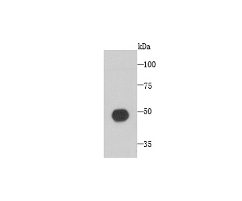 Western blot analysis of C1orf175 on recombinant protein using anti-C1orf175 antibody at 1/1,000 dilution.