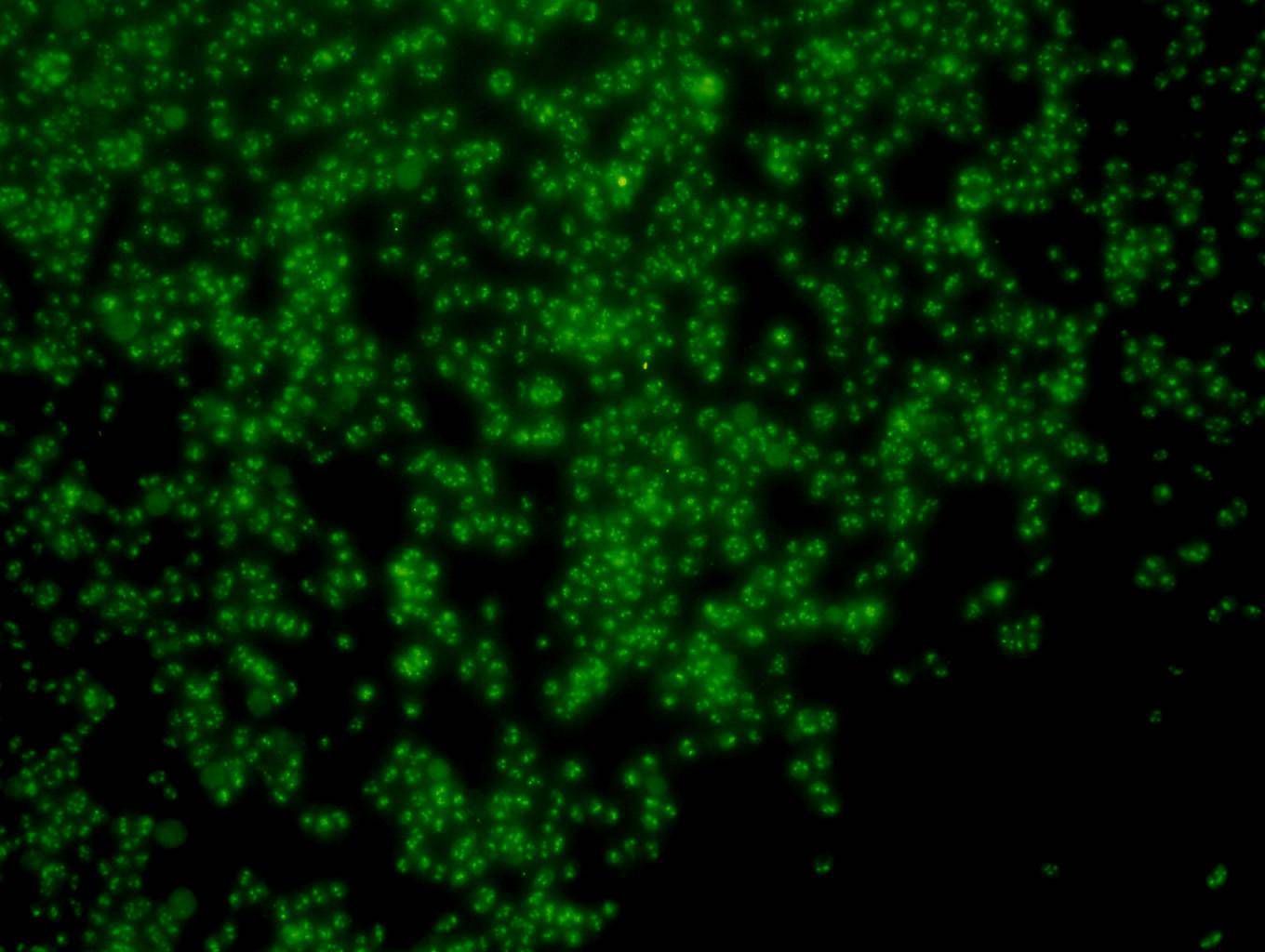 Immunofluorescent staining of F9 cells using anti-PGBD5 Mouse mAb (Cat. # M1012-1).