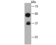 Western blot analysis of C10orf58 on recombinant protein using anti-C10orf58 antibody at 1/1000 dilution.