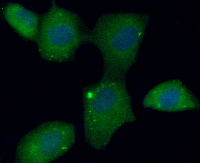 ICC staining C10orf58 (green) in HUVEC cells. The nuclear counter stain is DAPI (blue). Cells were fixed in paraformaldehyde, permeabilised with 0.25% Triton X100/PBS.