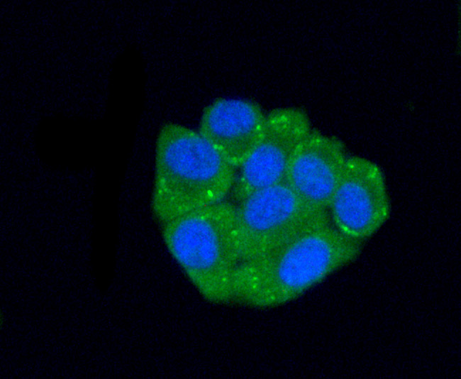 ICC staining C10orf58 (green) in HepG2 cells. The nuclear counter stain is DAPI (blue). Cells were fixed in paraformaldehyde, permeabilised with 0.25% Triton X100/PBS.