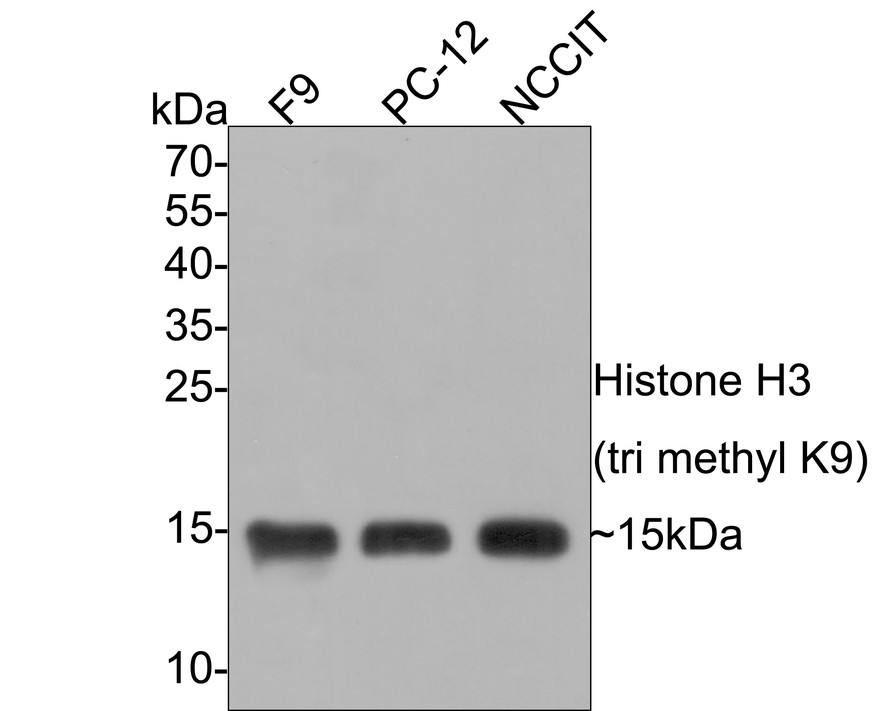 Western blot analysis of Histone H3 (tri methyl K9) on different lysates with Mouse anti-Histone H3 (tri methyl K9) antibody (M1112-3) at 1/1,000 dilution.<br />
<br />
Lane 1: F9 cell lysate<br />
Lane 2: PC-12 cell lysate<br />
Lane 3: NCCIT cell lysate<br />
<br />
Lysates/proteins at 10 µg/Lane.<br />
<br />
Predicted band size: 15 kDa<br />
Observed band size: 15 kDa<br />
<br />
Exposure time:  minute;<br />
<br />
15% SDS-PAGE gel.<br />
<br />
Proteins were transferred to a PVDF membrane and blocked with 5% NFDM/TBST for 1 hour at room temperature. The primary antibody (M1112-3) at 1/1,000 dilution was used in 5% NFDM/TBST at room temperature for 2 hours. Goat Anti-Mouse IgG - HRP Secondary Antibody (HA1006) at 1:100,000 dilution was used for 1 hour at room temperature.