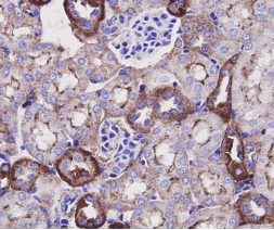 Immunohistochemical analysis of paraffin-embedded mouse kidney tissue using anti-Beta actin antibody. The section was pre-treated using heat mediated antigen retrieval with Tris-EDTA buffer (pH 9.0) for 20 minutes.The tissues were blocked in 1% BSA for 30 minutes at room temperature, washed with ddH2O and PBS, and then probed with the primary antibody (M1210-2, 1/50) for 30 minutes at room temperature. The detection was performed using an HRP conjugated compact polymer system. DAB was used as the chromogen. Tissues were counterstained with hematoxylin and mounted with DPX.