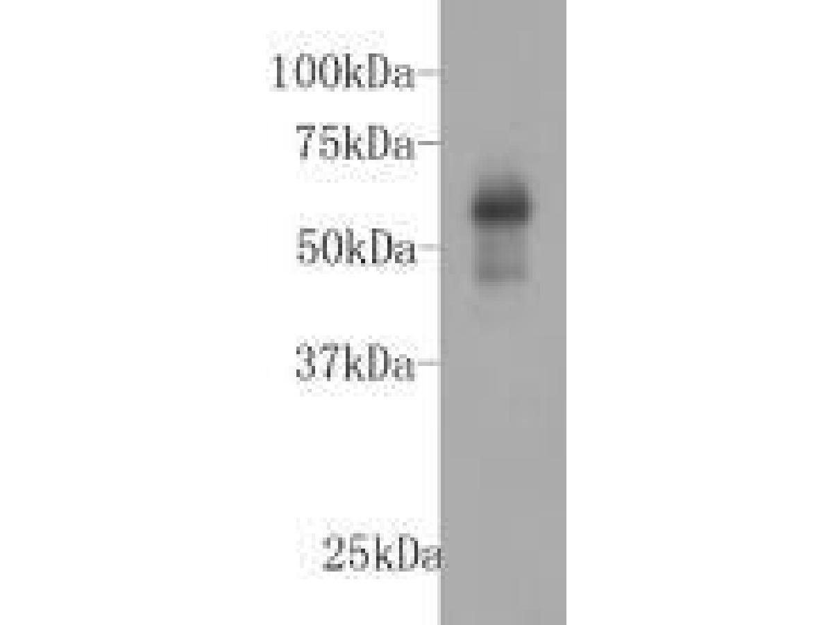 Western blot analysis on recombinant protein using anti-KIAA0100  Mouse mAb (Cat. # M1210-6).
