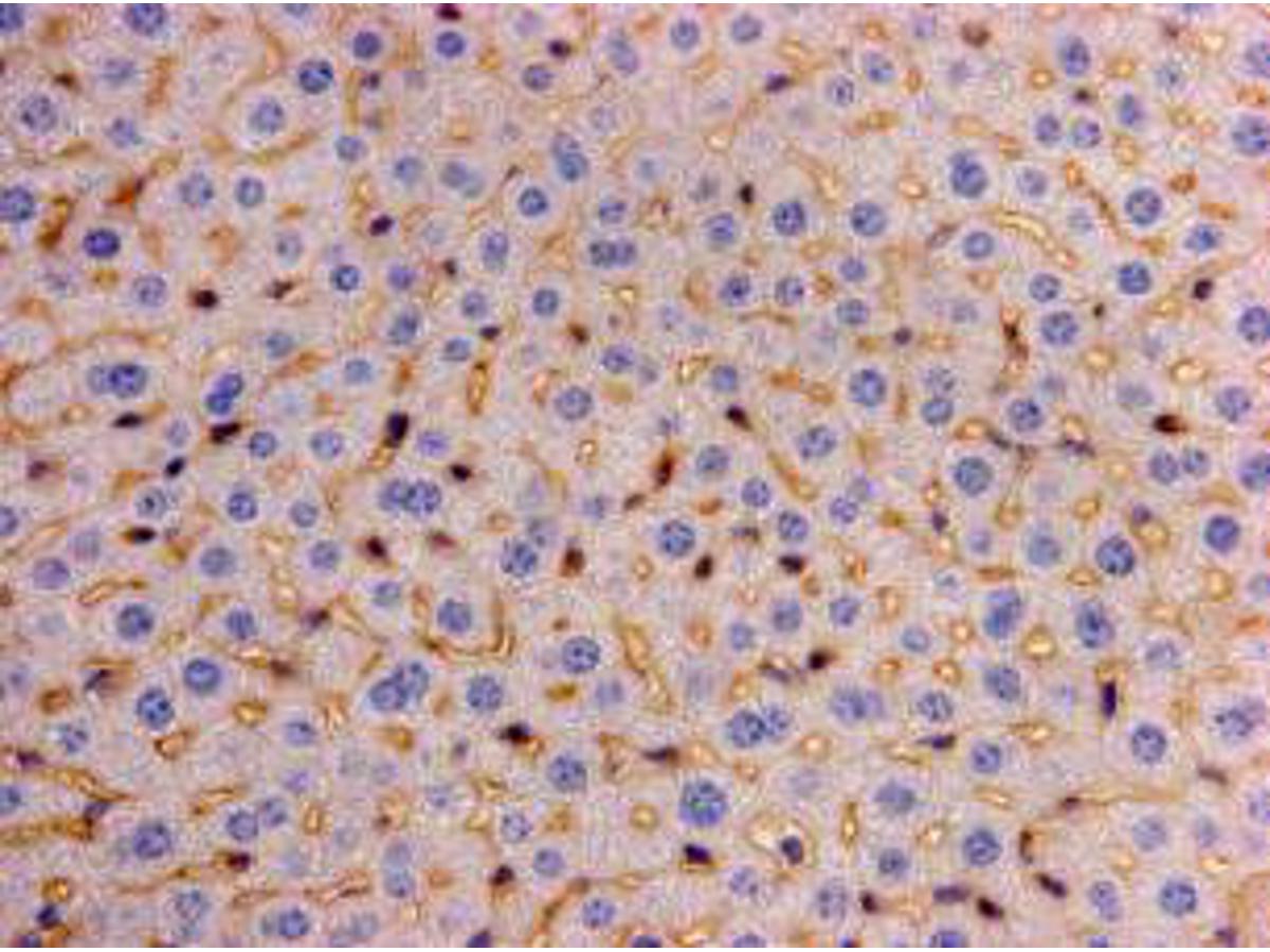 Immunohistochemical analysis of paraffin- embedded mouse liver tissue using anti-LRP-1 Mouse mAb (Cat. # M1211-4).